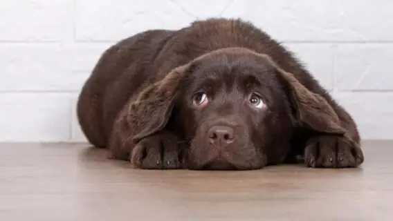 Veja como acalmar um cachorro com medo de fogos na virada