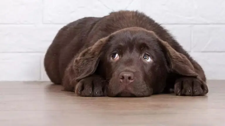 Veja como acalmar um cachorro com medo de fogos na virada