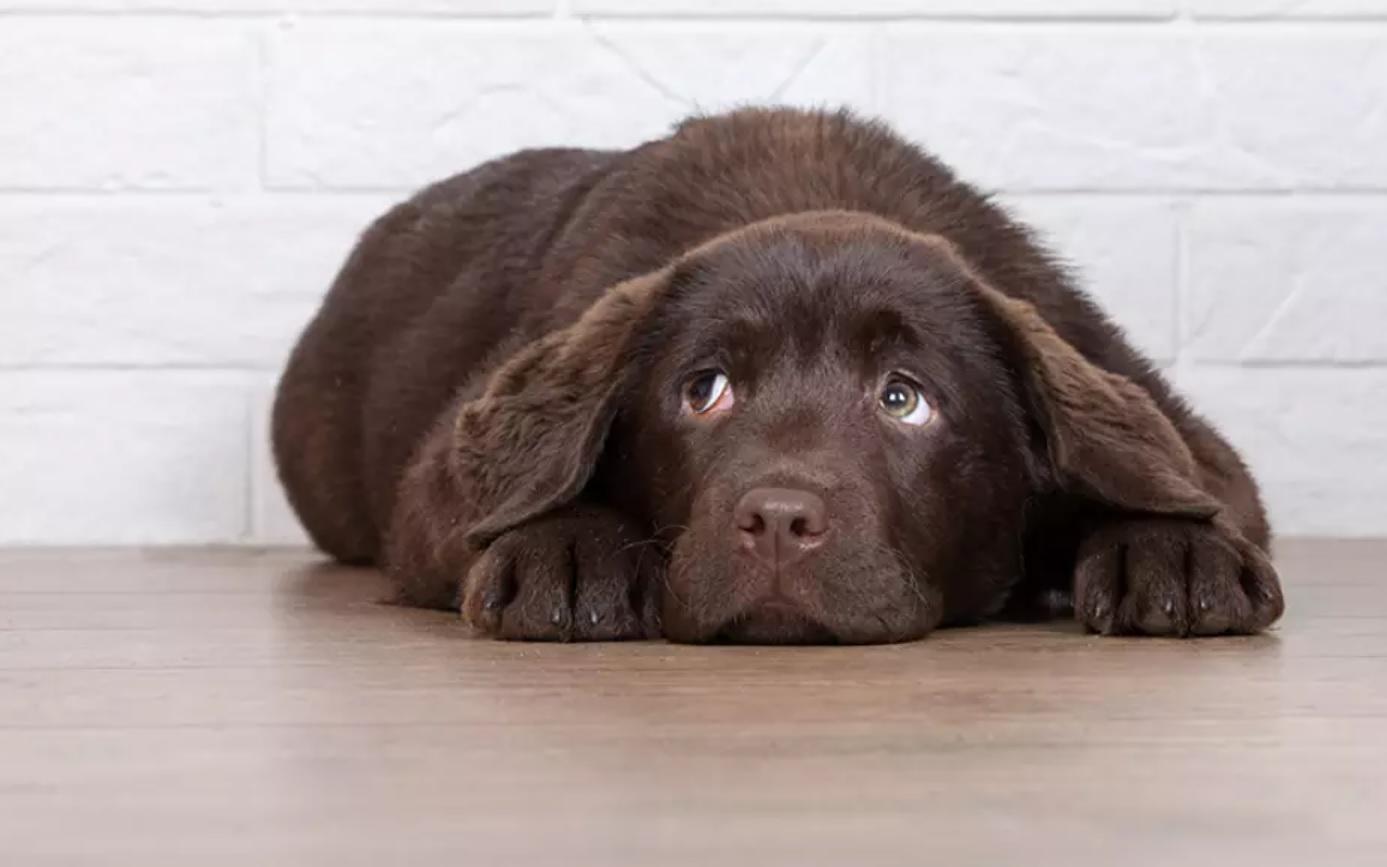 cachorro com medo de fogos