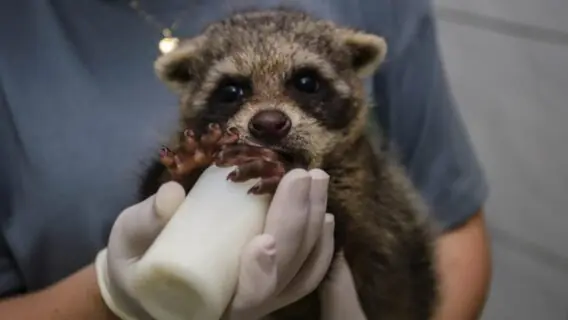 Saiba o que fazer ao encontrar um animal silvestre em casa