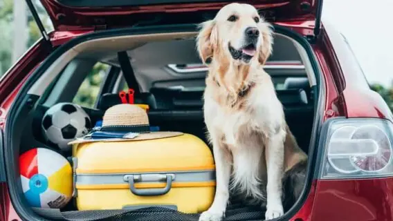 10 dicas de cuidados na hora de viajar de carro com o pet