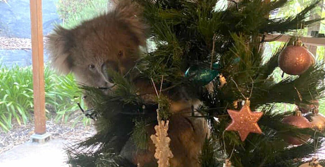 coala na árvore de Natal