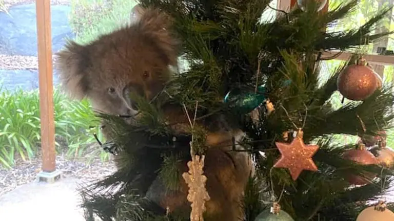 Família australiana encontra um coala na árvore de Natal