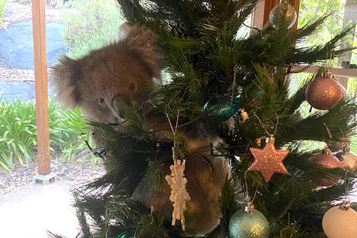 coala na árvore de Natal
