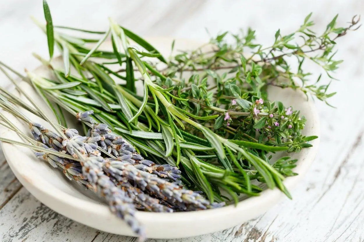 lavanda