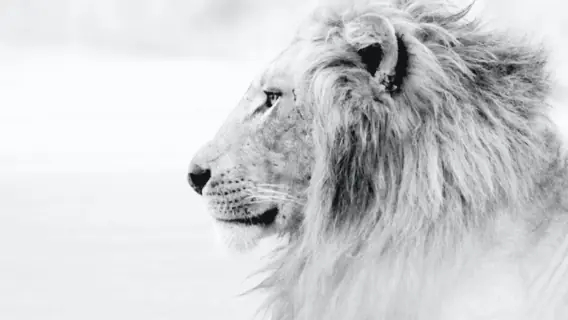 Isenção do imposto de renda: confira para quem é e como funciona