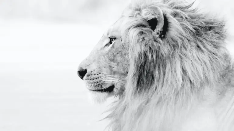 Isenção do imposto de renda: confira para quem é e como funciona