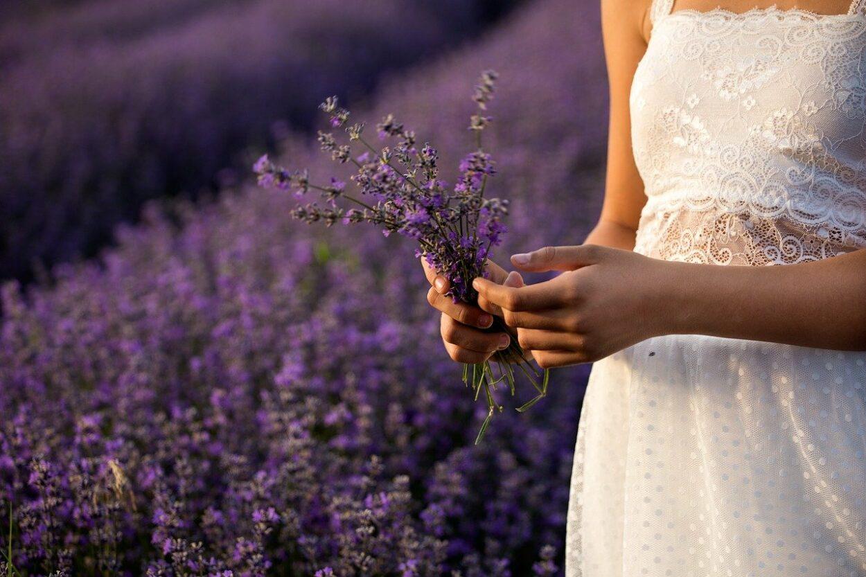 Lavanda