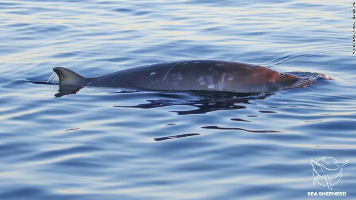 nova espécie de baleia