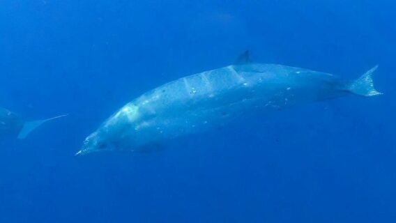 Cientistas dizem ter encontrado nova espécie de baleia