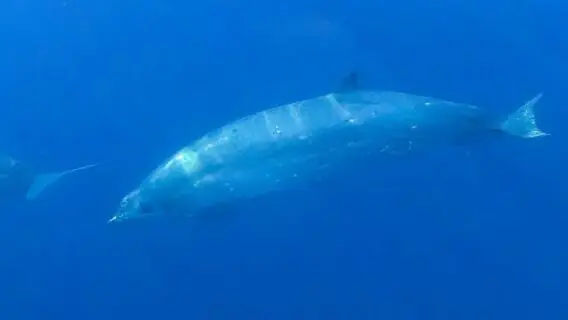 Cientistas dizem ter encontrado nova espécie de baleia