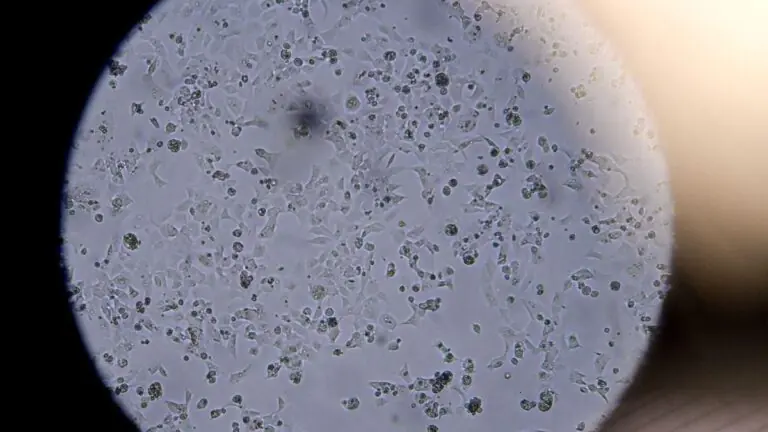 Nova mutação da covid-19 é encontrada em pacientes no Reino Unido