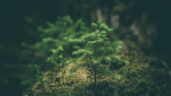 Princípios ESG: confira quais são e como se refletem nos investimentos