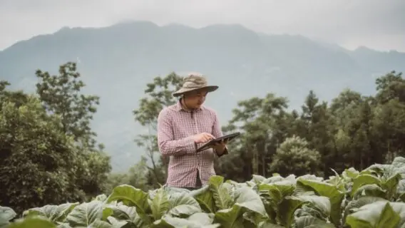 Seguro rural: entenda o que é e para que serve