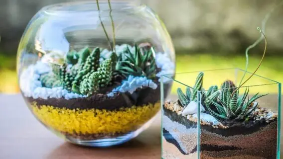 Terrário de suculentas: aprenda como fazer o seu e como cuidar
