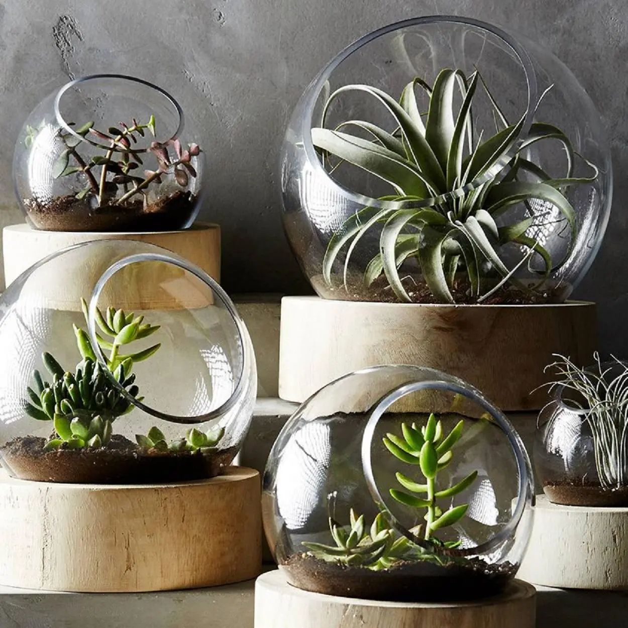 Terrários de suculenta para decoração