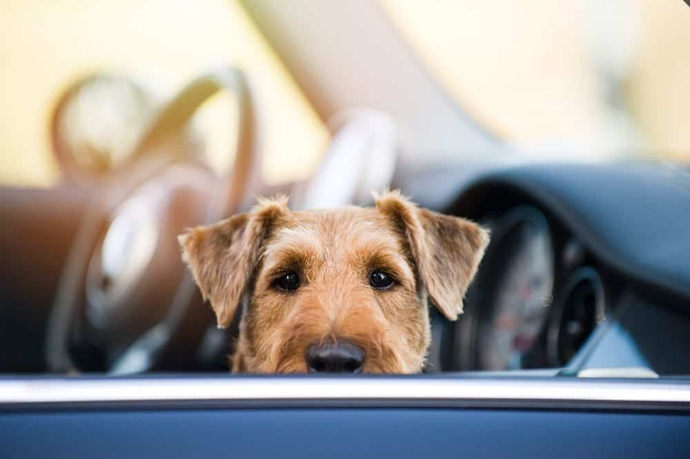 10 dicas de cuidados para viajar de carro com o pet