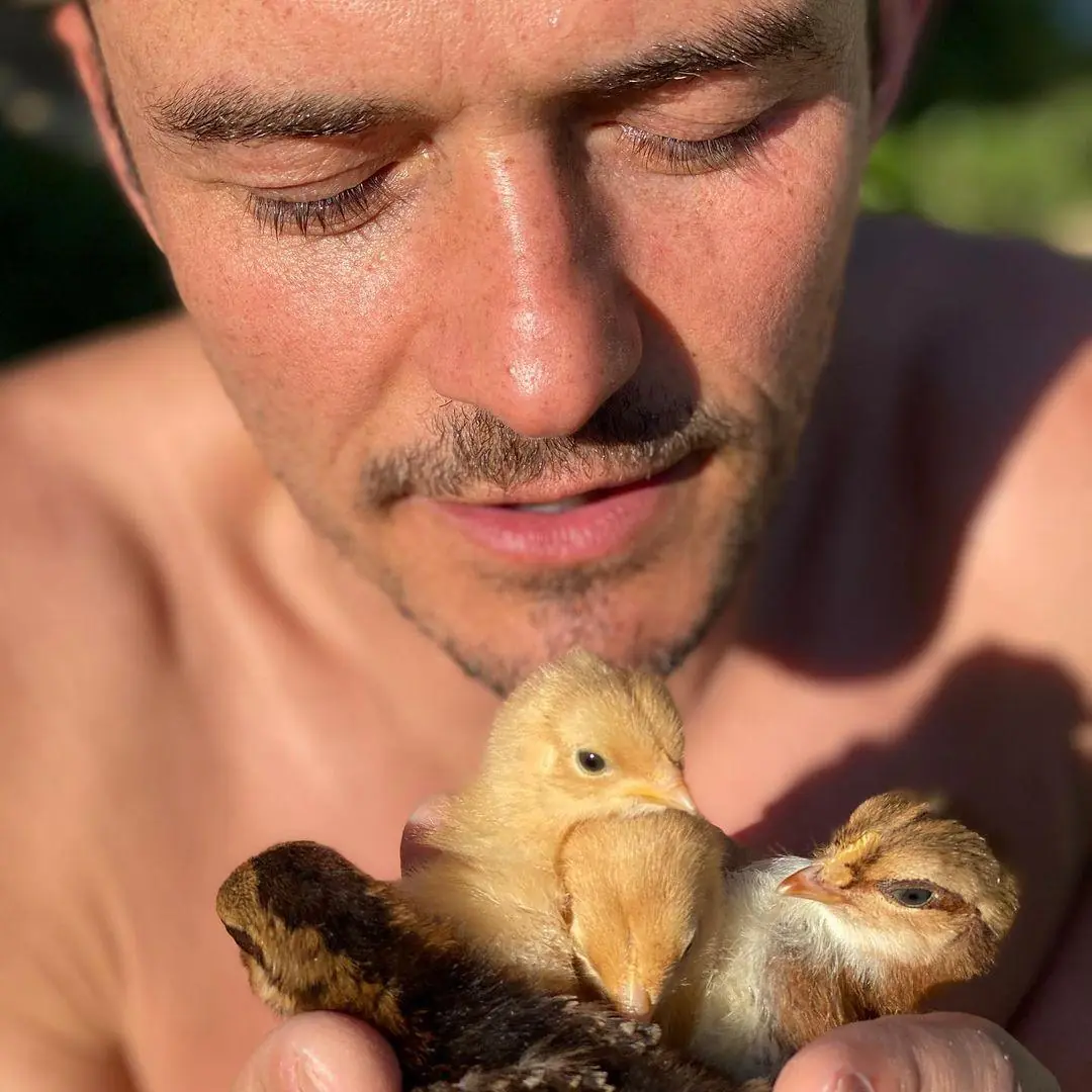 Imagem mostra Orlando Bloom com filhotes de pato