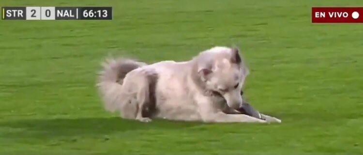 Cachorro Campeonato Boliviano