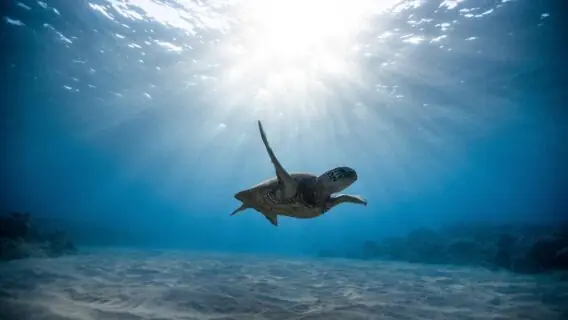 50 países se comprometem com a proteção de 30% das terras e oceanos do planeta