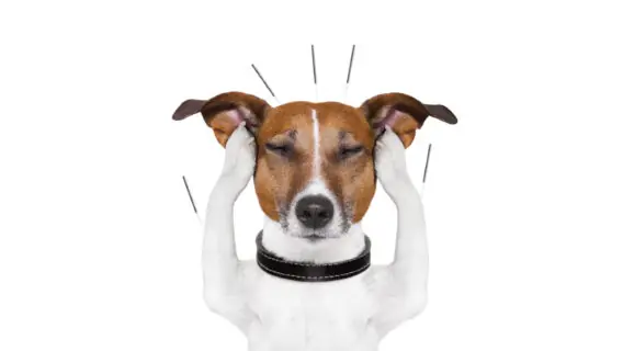 Acupuntura pet é alternativa eficaz para aliviar e tratar dores nos animais 