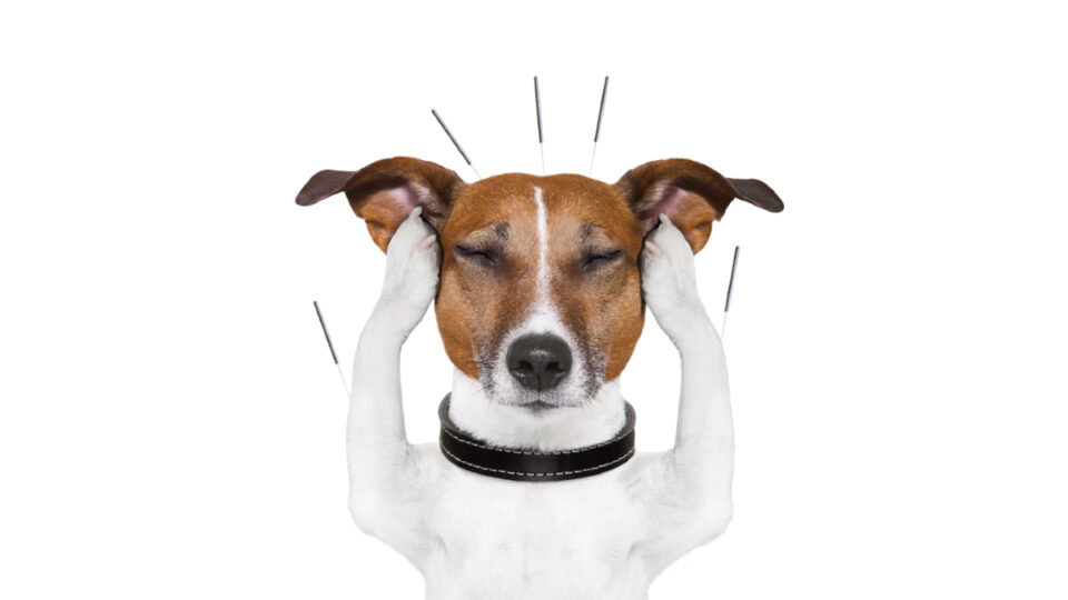 Acupuntura pet