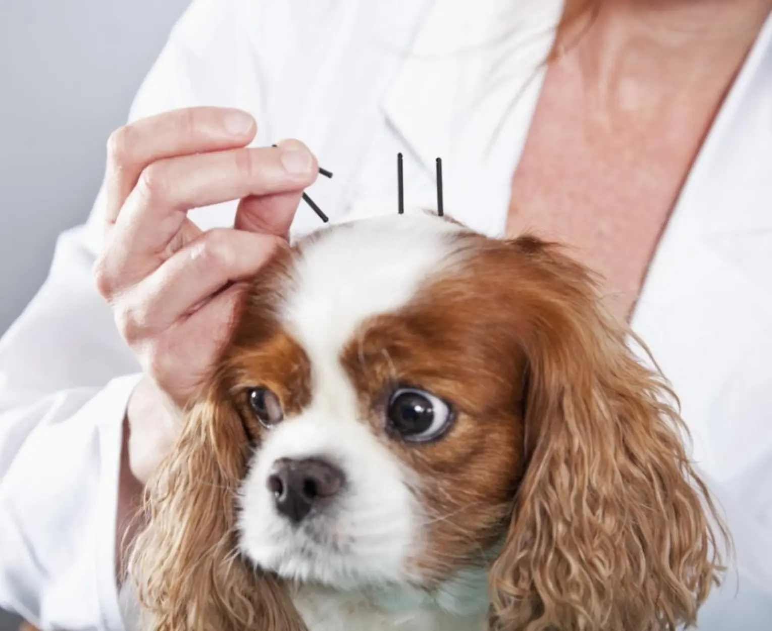 Acupuntura pet Acupuntura pet