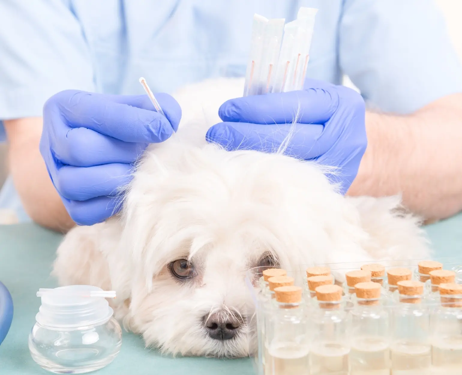 saúde animal saúde animal