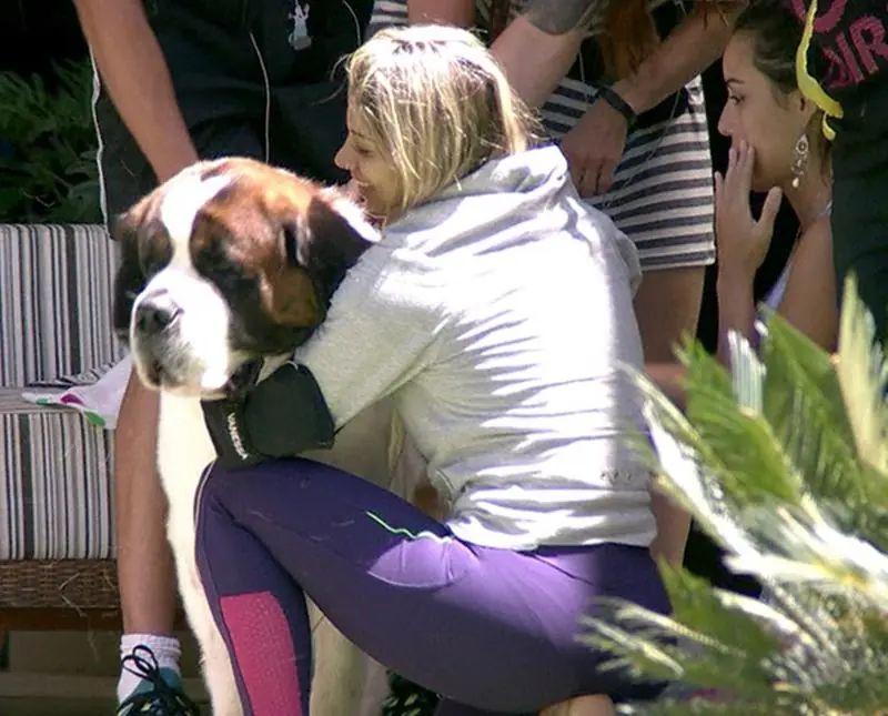 Imagem mostra cachorro no BBB 14