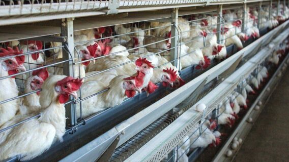 Índia abate aves em meio a temores de vírus da gripe aviária