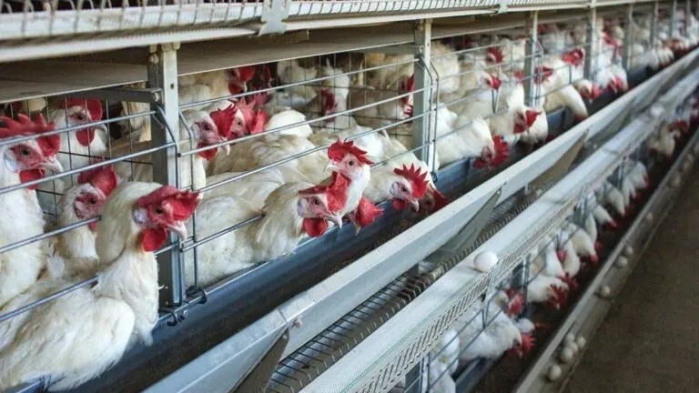 Índia abate aves em meio a temores de vírus da gripe aviária