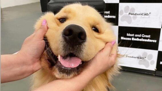 Conheça Matteo, o golden retriever que viralizou na internet