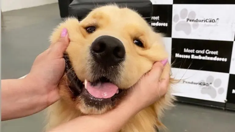 Conheça Matteo, o golden retriever que viralizou na internet