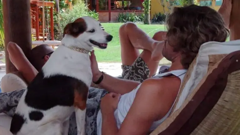 Cachorro no BBB: relembre os pets que passaram pela casa