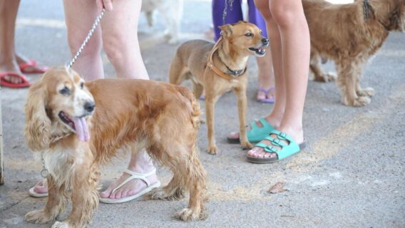 Condomínios podem proibir animais de estimação?