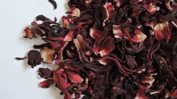 Banho de hibisco para o amor: aprenda a usar essa energia