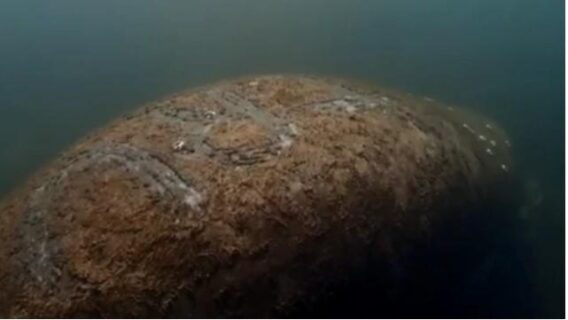 Vídeo: peixe-boi tem a palavra ‘Trump’ gravada nas costas