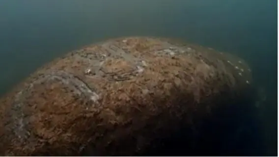 Vídeo: peixe-boi tem a palavra ‘Trump’ gravada nas costas