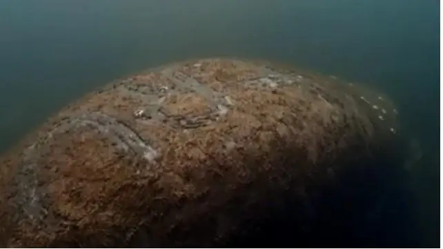 Vídeo: peixe-boi tem a palavra ‘Trump’ gravada nas costas