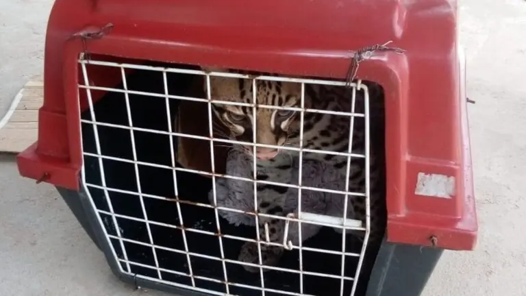 Jaguatirica é regastada após ser confundida com gato de estimação