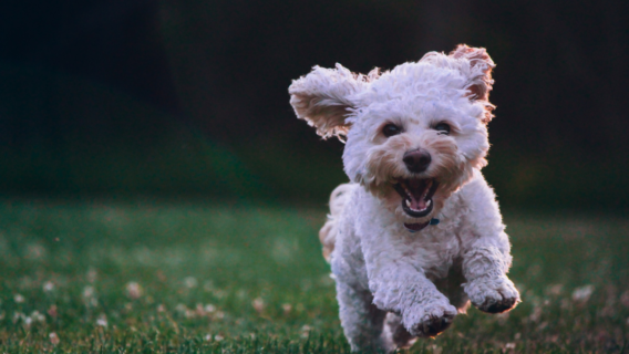 Plano de saúde para animais: veja quanto custa e como funciona