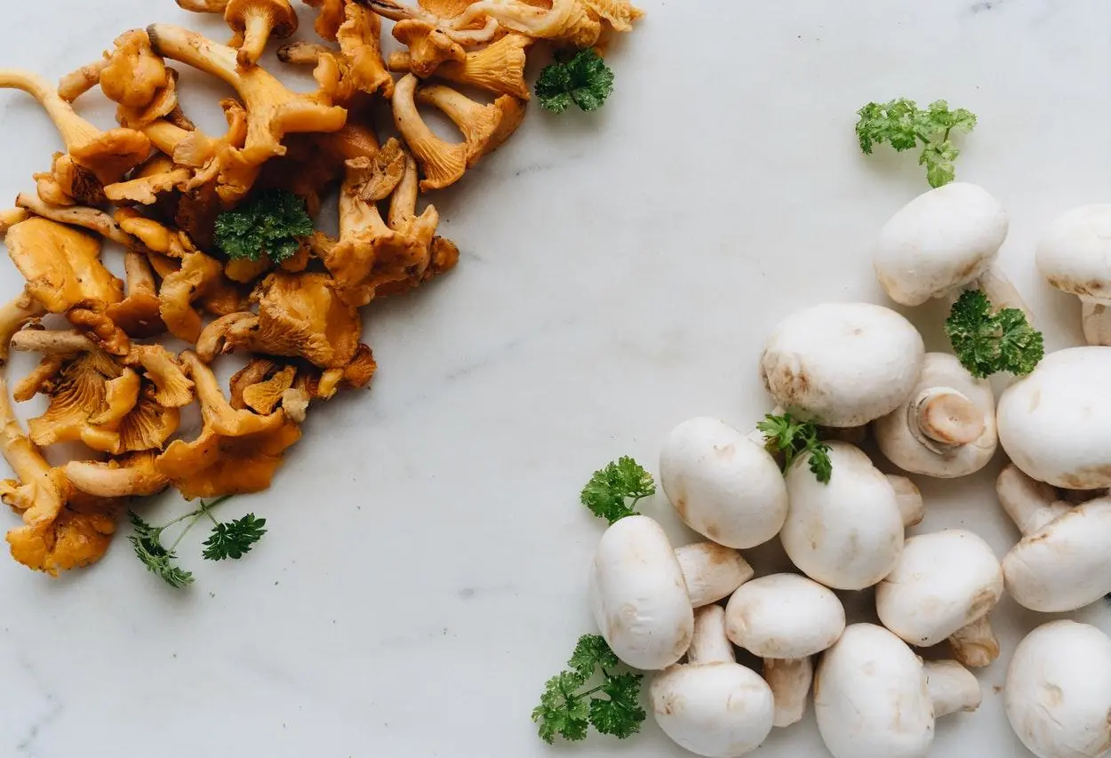 receitas com cogumelos