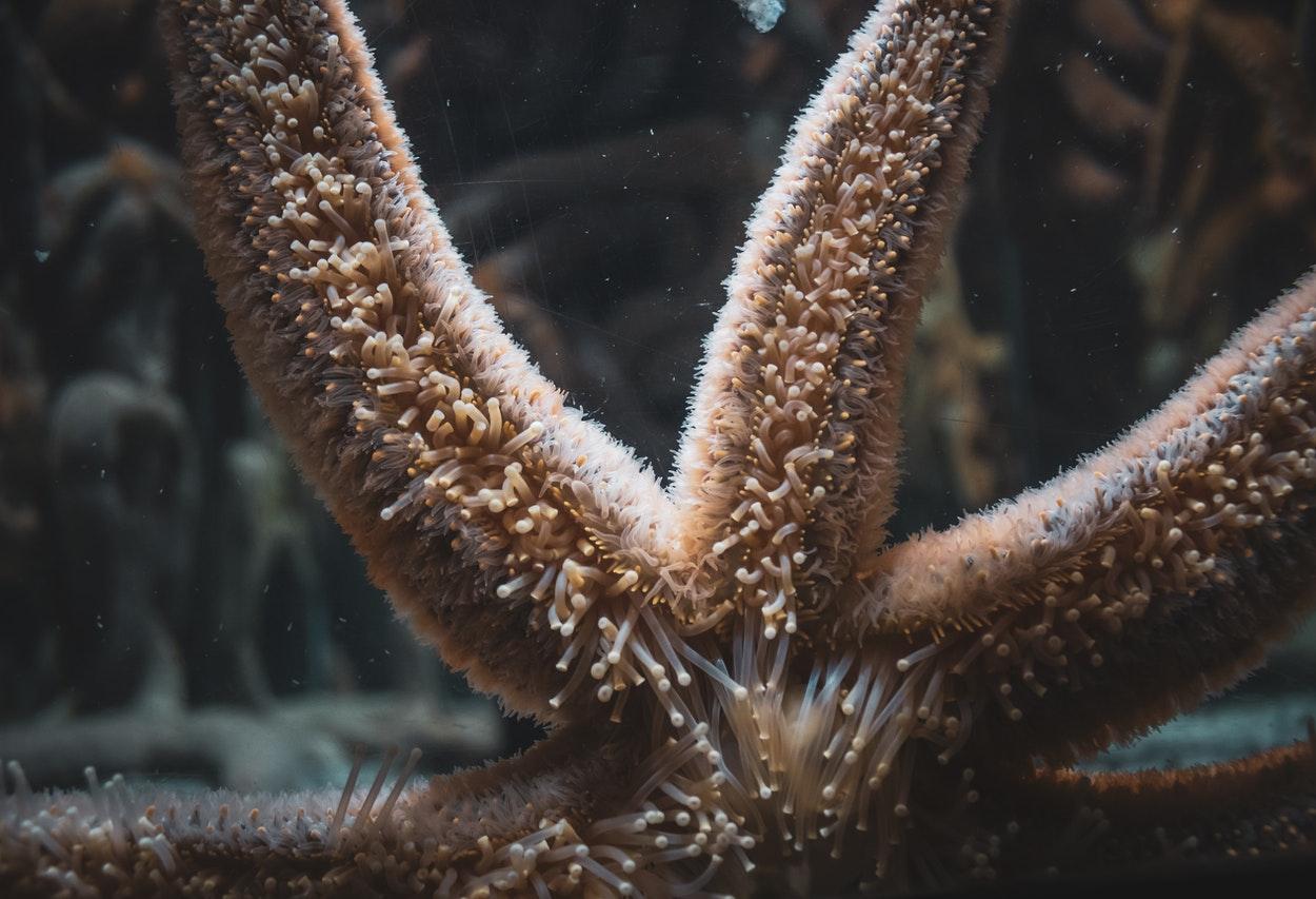 sufocando as estrelas do mar