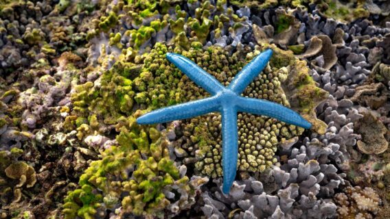 Aquecimento dos oceanos está sufocando as estrelas do mar