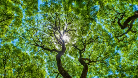 Saiba o que é crédito de carbono e como funciona