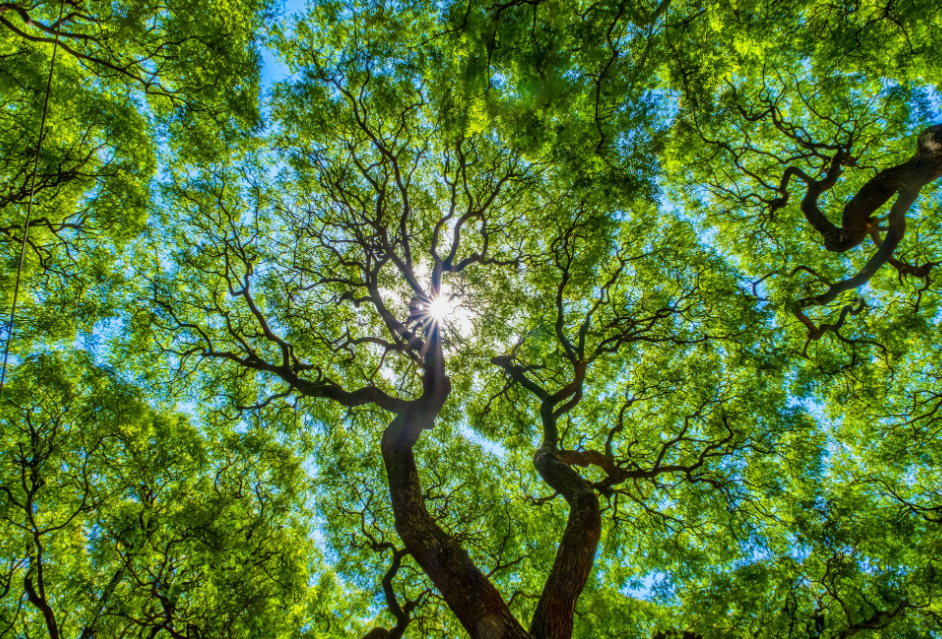 Imagem sobre crédito de carbono