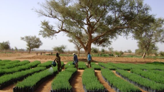 Entenda o que é compensação de emissão CO2 no meio ambiente