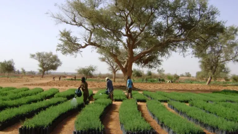 Entenda o que é compensação de emissão CO2 no meio ambiente