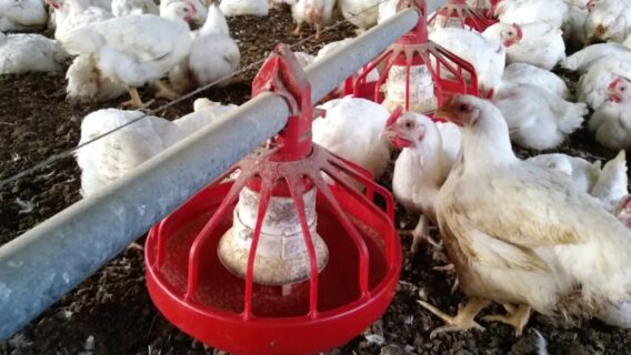 Primeiros casos da gripe aviária H5N8 são reportados na Rússia