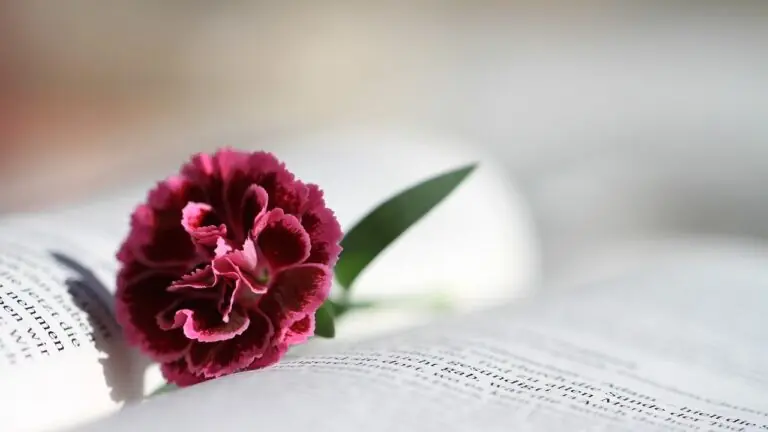 Provérbios de hoje (9/2/2021): seja sábio e amoroso